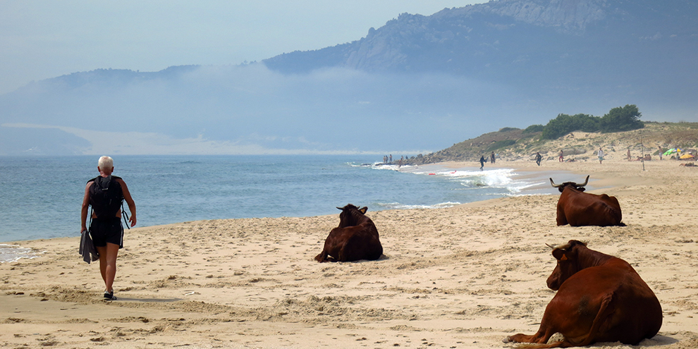 ganado playa